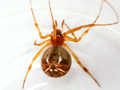 Parasteatoda lunata